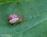 snovačka oválná (Pavouci), Enoplognatha ovata (Arachnida)